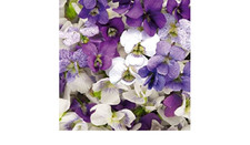 Viola sorority sisters - viola,