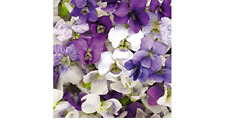 VIOLA SORORITY SISTERS (VIOLET) HARDY SHADE LOVING GARDEN PERENNIAL