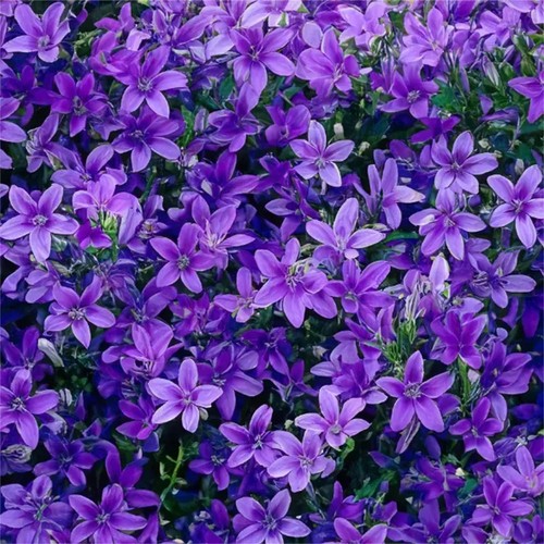 Campanula portenschlagania 4 - portenschlagania, x
