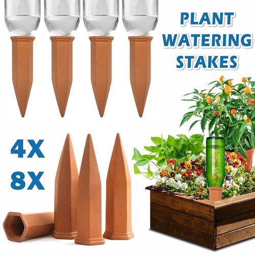 Pack terracotta plant - 6/10/12,