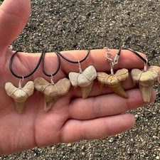 Otodus Fossil Shark Tooth