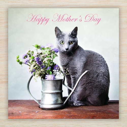 Russian blue cat - mothers, day
