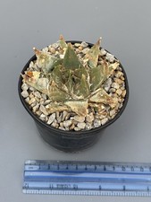 Ariocarpus retusus location - ariocarpus,