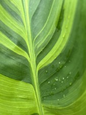 Double stem Amazing Canna