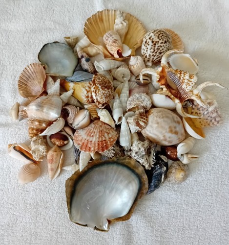 Kilo variety sea shells - variety,