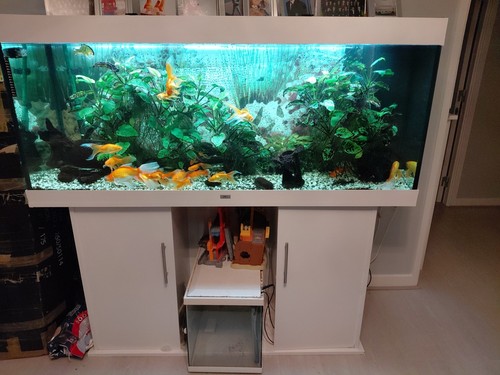 Juwel rio 450l fish - rio, tank
