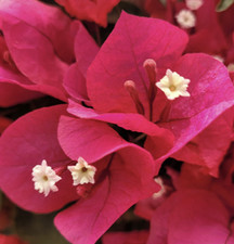 Bougainvillea Sharon Wesley