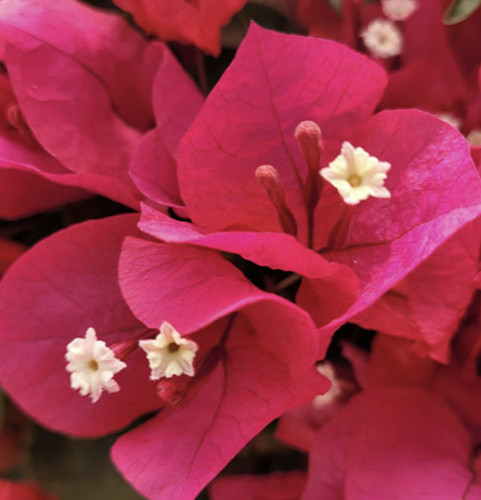 Bougainvillea sharon wesley - bougainvillea,