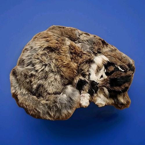 Vintage soft faux taxidermy - vintage,