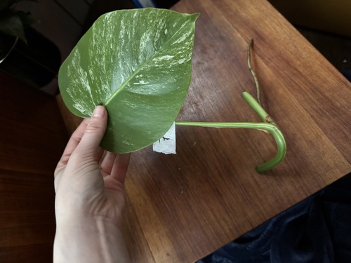 Monstera borgisiana rare albo - borgisiana,