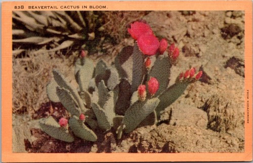 Vintage postcard beavertail - vintage,