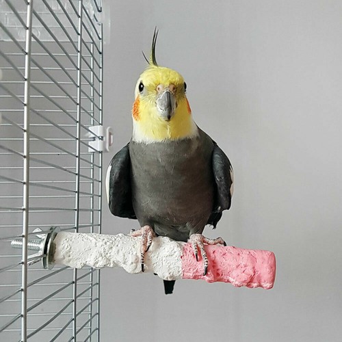 Edible calcium parrot - parrot, perch