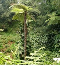 Cyathea Cooperi  Cooper's Tree