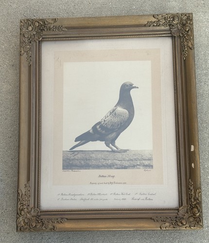Antique 1902 racing pigeon - antique,