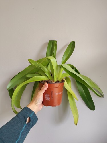 Paphiopedilum americanos - paphiopedilum,