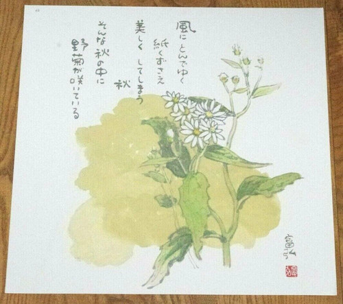 Chrysanthemum flower tomihiro - chrysanthemum,