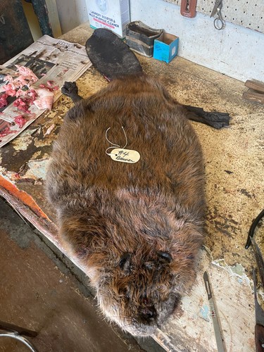 Huge lifesize beaver - 60,