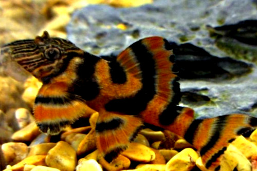 Pack l397 plecos alenquer - pack,