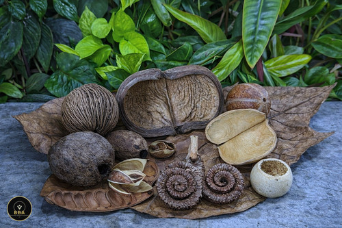 Jungle pod mix - pod,