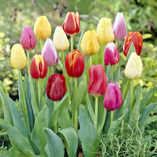 100 Tulip Triumph *Mixed* Spring Flowering Bulbs