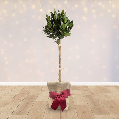 Gifted wrapped bay tree - gifted,