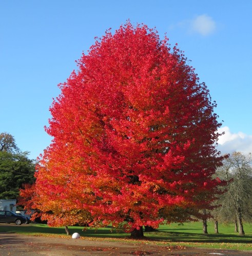 Sweet gum liquidambar - -,