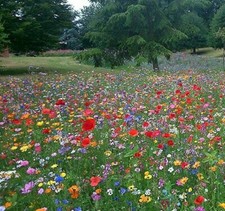 WILD FLOWER SEEDS MIX THROW
