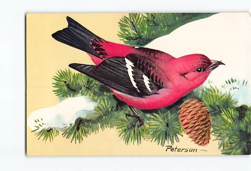 Postcard white winged - postcard, white-winged