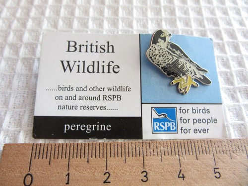 Rspb peregrine falcon bird - rspb,