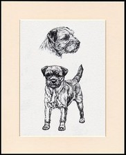 BORDER TERRIER LOVELY DOG