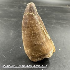 Genuine Mosasaur Tooth Fossil - Dinosaur/Reptile - Morocco, Cretaceous