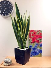 POT OF SNAKE PLANT MOTHER IN