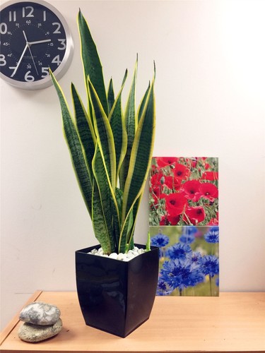 Pot snake plant mother in - snake,