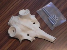 Fallow Deer Artificial Skull