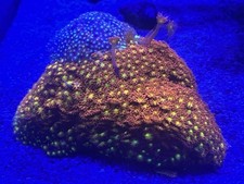 Marine Coral WYSIWYG Ironman Goniopora 