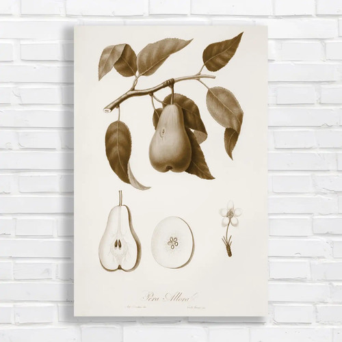 Vintage botanical pear - botanical,