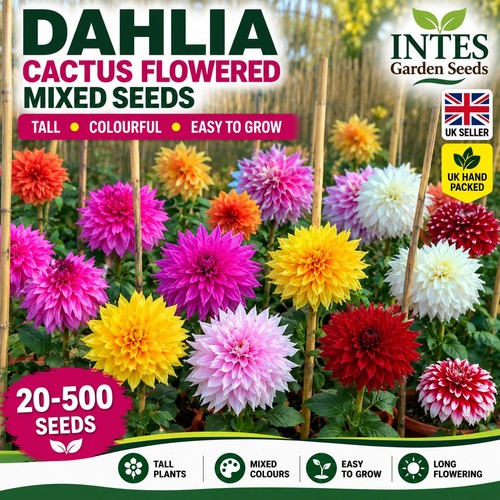 Dahlia cactus flowered mixed - dahlia,