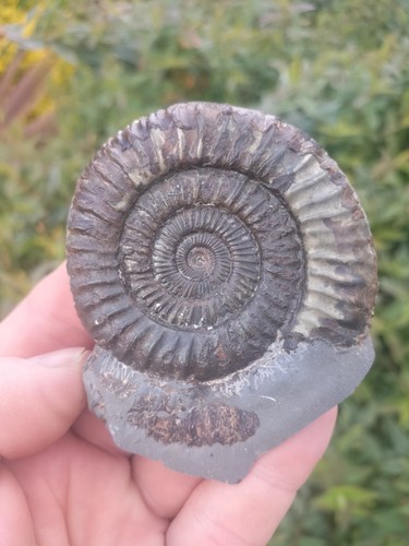 Dactylioceras ammonite - dactylioceras, sp