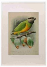 Goodchild H Bird Notes 1902