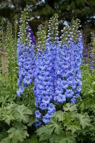 Delphinium pacific giant royal - delphinium,