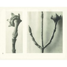 1929 PACIFIC DOGWOOD Print - Karl Blossfeldt - Plant Flower Tree - 9.5 x 12 Inch