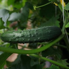 Cucumber Marketmore 3 plug