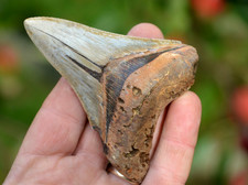 LOVELY 3.8"  GENUINE  MEGALODON SHARK TOOTH, BEST VALUE MEGS ,U.K #R7