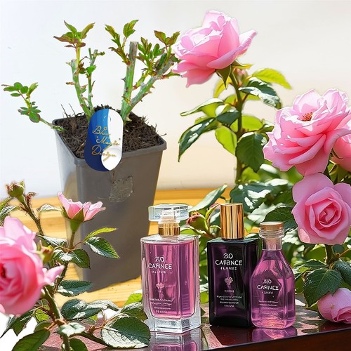 Perfume bush rose - rose, flower