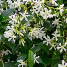 Star Jasmine Plants /