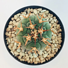 Gymnocalycium spegazzinii var
