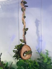 Jumping  Spider/reptile Magnetic Rope Log Swing For Enclosures/ Habits/fairy