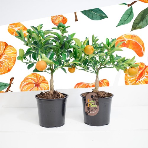 Standard scent tangerine - standard,