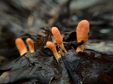 10mL Scarlet Caterpillar Club