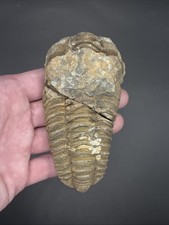 Flexicalymene Trilobite Fossil